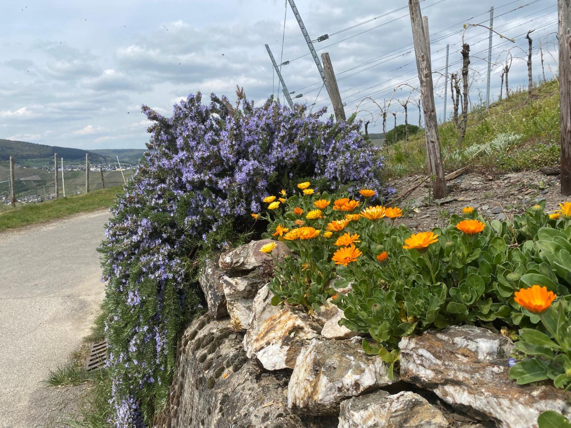 Fewo Sonnenlay - Apartments An Der Mosel Brauneberg Dış mekan fotoğraf
